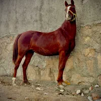 مادیان سواری دار