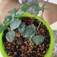 هویا گروهینا.ماتید.انار.کامکوات.لیموترش