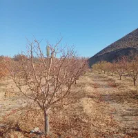 هرکاری وفرم دهی انواع درختان|خدمات باغبانی و درختکاری|مرند, |دیوار