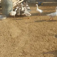 غاز خانگی|حیوانات مزرعه|شادگان, |دیوار