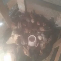 فروش جوجه محلی