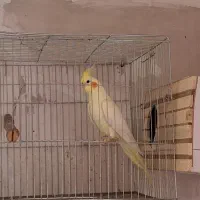 عروس هلندی لوتینو دستی ماده