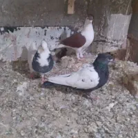 کفتر|پرنده|بوژگان, |دیوار