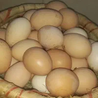 تخم مرغ محلی خوراکی|خوردنی و آشامیدنی|شیراز, محراب|دیوار