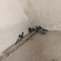 کفترچایی.تهداد5عدد|پرنده|رضویه, |دیوار