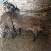 گوسفند|حیوانات مزرعه|خوی, |دیوار