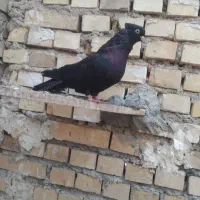 زاغ ماده|پرنده|بندر ماهشهر, |دیوار