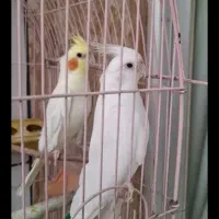 عروس هلندی