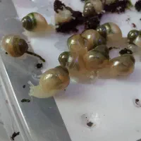 جوجه حلزون ۷ روزه