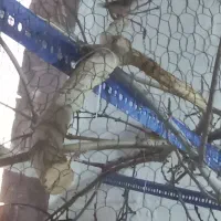 فنچ زبرا|پرنده|خمینی‌شهر, |دیوار