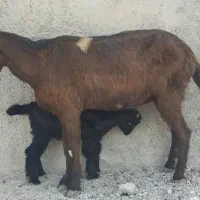 بز پاکستانی