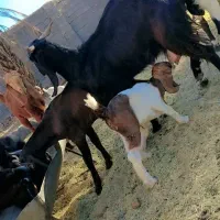 بز دو کهره و یک بز با یک کهره و نری|حیوانات مزرعه|جیرفت, |دیوار