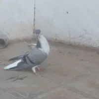 کفتر