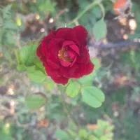 معلم خصوصی کلاس اول میخوام