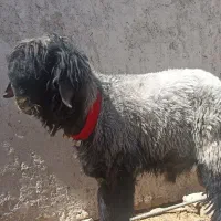 یک عدد کوهه قوچ