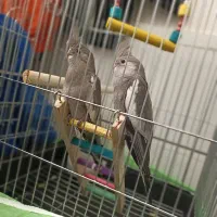 عروس هلندی وایت فیس