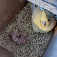 عروس هلندی دوکت لوتینو جفت با تخم و جوجه|پرنده|مشهد, شهرک مهرگان|دیوار