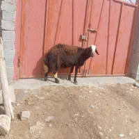 قوچ افشار|حیوانات مزرعه|فیروزآباد (لرستان), |دیوار