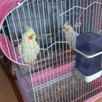 دو تا عروس هلندی جوجه ماده