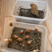 حلزون مولد|خزنده|تهران, تهرانپارس جنوبی|دیوار