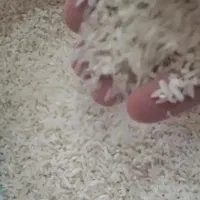 سر لاشه خالص ، تضمینی ، از برنج کار تالش