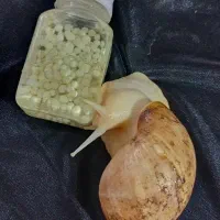 حلزون آچاتینا آلبینو اصل