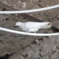 کبوتر تهرانی پرشی|پرنده|محمدشهر, همایون ویلا|دیوار