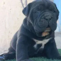 کنکورسو|سگ|تهران, شهرک غرب|دیوار