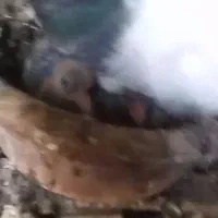 کبوتر. کفتر