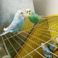 شش عدد مرغ عشق سالم|پرنده|ابهر, |دیوار