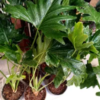 گل با قیمت مناسب|گل و گیاه طبیعی|اصفهان, خانه اصفهان|دیوار