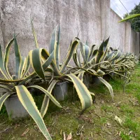 آگاو با کیفیت