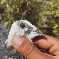 پلاکی اردن|پرنده|گتوند, |دیوار