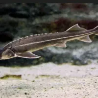 ماهی استروژن آکواریوم