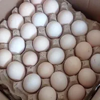 فروش تخم نطفه دار بوقلمون برنز و بیوتی|حیوانات مزرعه|تهران, بازار|دیوار