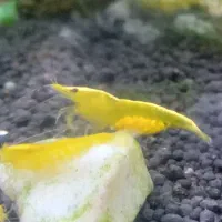 میگو شرمپ گوپی گیاه آکواریم