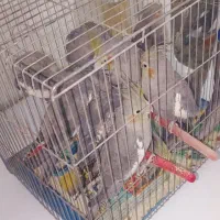 عروس هلندی پاکستانی