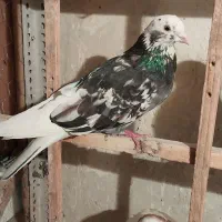 ۲تا کفتر گرفتنی خوب همه چی معلومه|پرنده|تهران, امام زاده عبدالله|دیوار