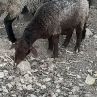 بره‌‌.|حیوانات مزرعه|آبسرد, |دیوار