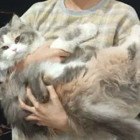 فروش گربه|گربه|ارومیه, |دیوار