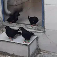 زاغ آبادانی|پرنده|کارون, |دیوار