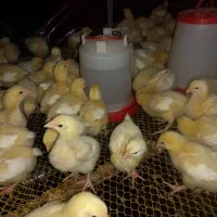 جوجه گوشتی راس ۱۰روزه واکسن خورده تضمینی مرغداری