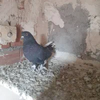 دوعددترکیع