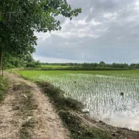 فروش-شالیزار-جنب-جاده