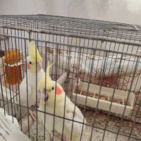 یک جفت عروس هلندی سالم و مولد