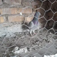 کفتر پلاکی|پرنده|اصفهان, ارزنان|دیوار
