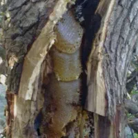 عسل طبیعی دالاهو