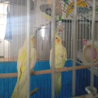 ی جفت عروس هلندی خانگی