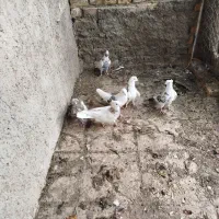 کبوتر|پرنده|تهران, آسمان|دیوار