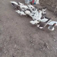 غاز‌محلی زنده و پرکنده درخدمتیم|حیوانات مزرعه|ماکو, |دیوار